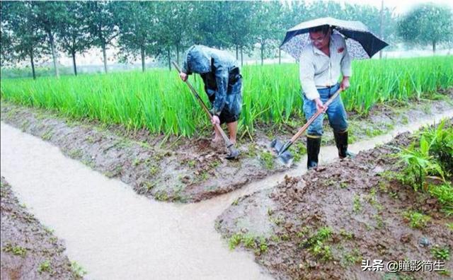 斗牛犬躲冰箱避暑:农村老话“大暑凉飕飕，立冬笑死牛”是啥意思？有道理吗？