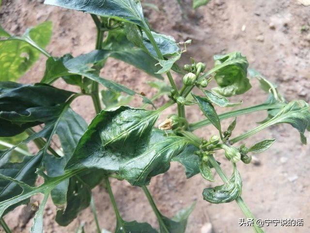 精选优质答案:辣椒之乡,家家户户种植辣椒,对于辣椒肥害的问题并不