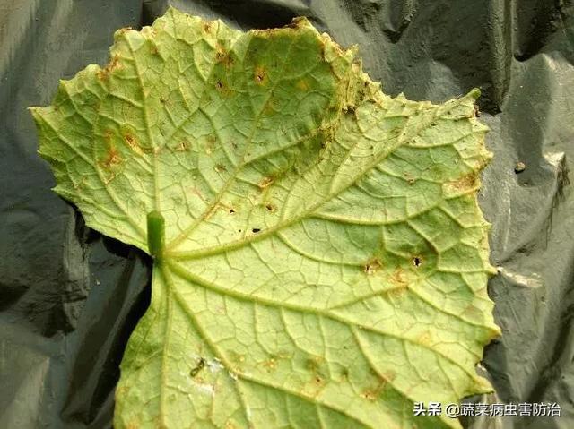 黄瓜叶枯病应该用什么药