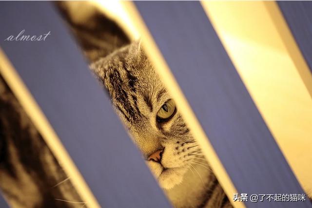 请问各路铲屎官,白猫是不是脾气最差的喵,俗称中华气死猫？