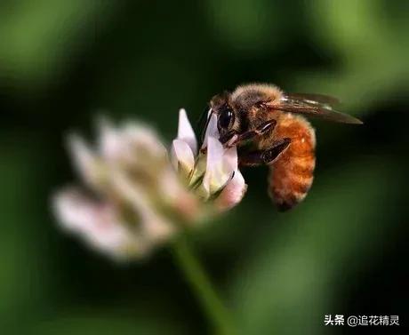 蜜蜂具有什么的能力 ，蜜蜂有胰岛吗它们是怎么进行能量转化的为什么可以靠吃蜂蜜活着