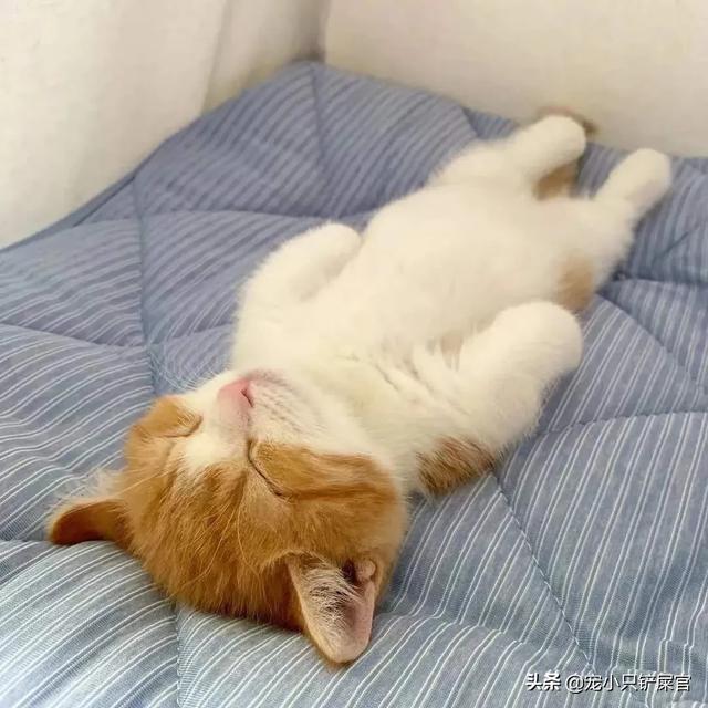 猫咪睡在猫砂盆:朋友送我了一只刚断奶的猫，晚上睡觉应该放在哪里？