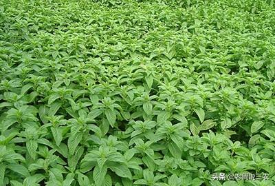 哪些野菜可以人工种植？种植的野菜每亩效益如何？