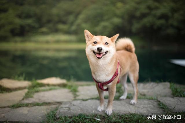 纯白北京犬图片:全身除了上面是黄色其它都是白色是什么狗？