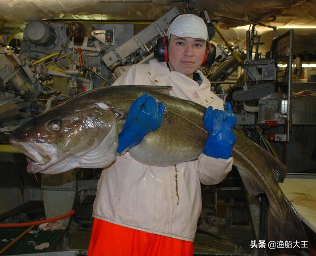 鳕鱼为什么卖的都没有头？