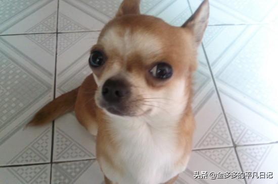 杂交的吉娃娃好养吗:吉娃娃适不适合在城市养，有什么优缺点吗？