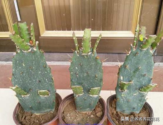 令箭荷花是否可喷水:秋季，可以用无根的仙人掌嫁接，扦插令箭荷花吗？