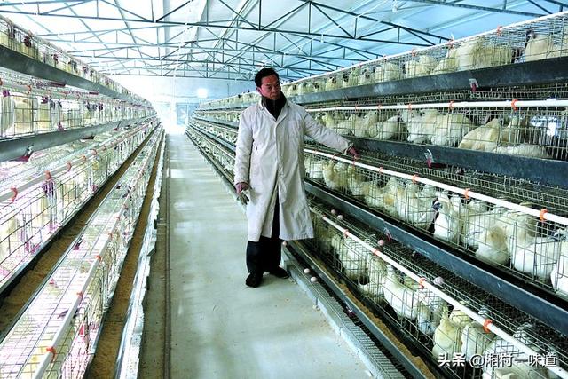 求琴仙的小宠物饲养日记:想回老家养鸡，农村养殖业创业应该如何开始？
