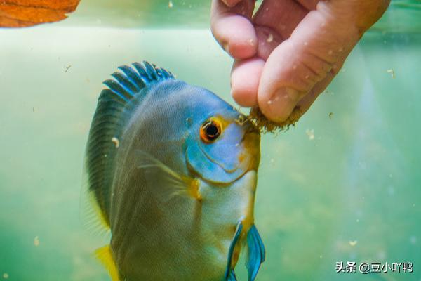 水族冷水机:饲养热带观赏鱼需要哪些设备与用品？