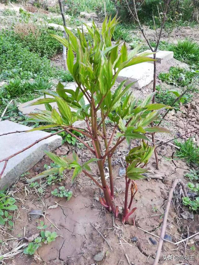 还有土地肥沃,疏松,都有利于芍药的生长.芍药开花很美的.