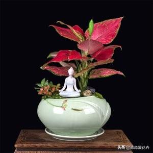 花叶万年青根系发达吗:花叶万年青怎么长得粗壮 花叶万年青怎样盆栽和管理？