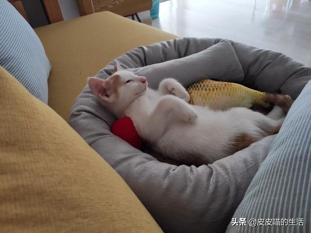 萌猫猫:如何把猫咪拍的又萌又美？