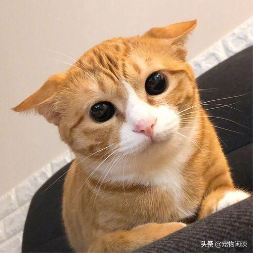 头条问答 母猫绝育手术以后不戴头套怎么办 9个回答