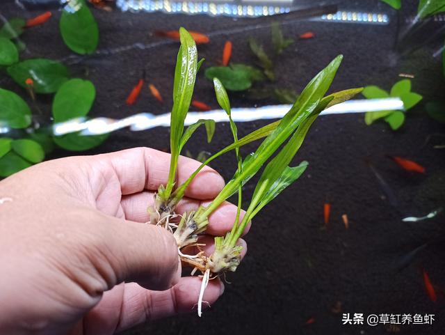 水草造景师招聘:如何把水草种植到水族箱中？