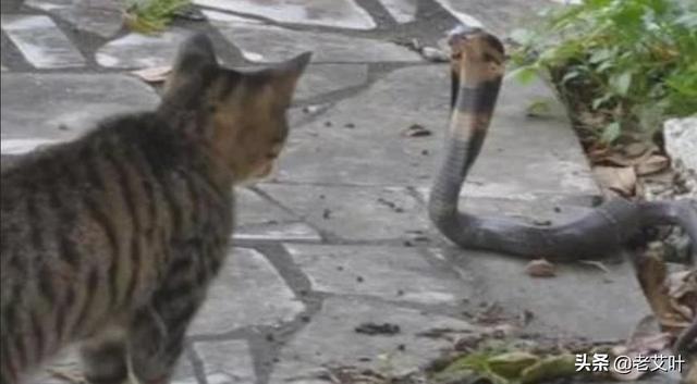 野猫口神龙事件:农村老人说，猫和蛇是死对头，眼镜王蛇能打得过家猫吗