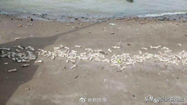 东莞环卫工人带宠物鸭扫大街:城市里如何解决宠物狗街上随意造脏难题？