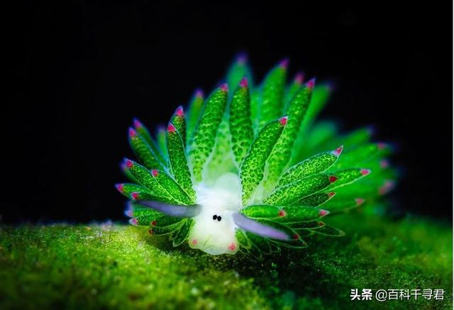 竖琴海豹:海豹、海象、海狮、海狗、海兔这几种动物都有什么不同？