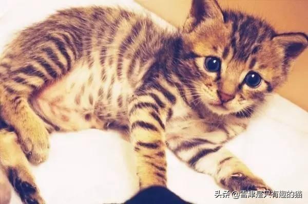 猫咪不乖 h:一只猫能无耻到什么地步？ 猫咪不乖会不会做肉汤