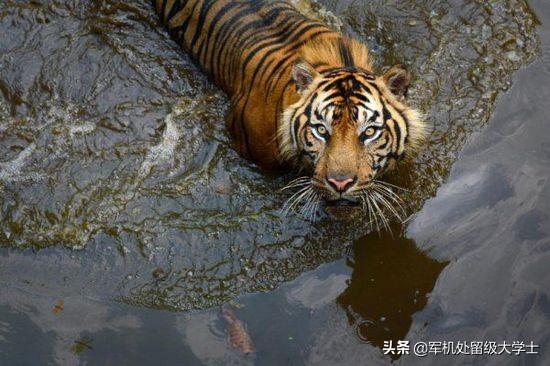 鳄鱼恐龙王虾:老虎和狮子，它们谁对战鳄鱼更厉害呢？