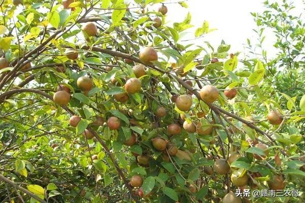 平原能种茶树吗,农田可以种茶油树吗？如何管理？