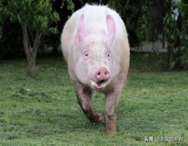 母猪生猪仔后,自己把小崽吃掉,有时很大了还吃,是缺少营养吗？