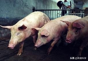 曼哈顿怪兽:不明生物属于感染体吗，为什么
