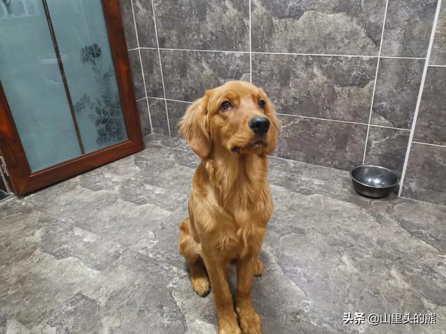 饲养宠物要注意些什么:新手养狗，一定要注意什么？