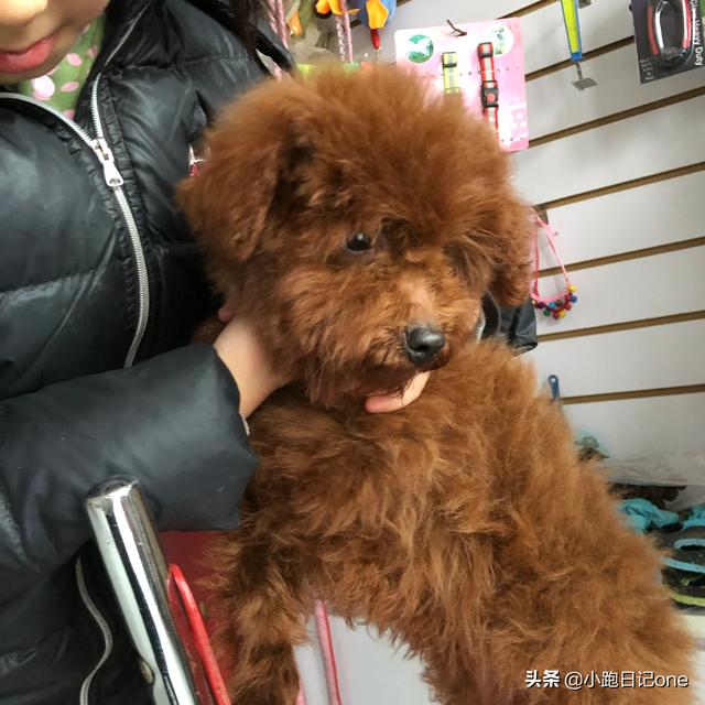 泰迪犬:有什么特点的泰迪犬，一般是会比较漂亮的呢？