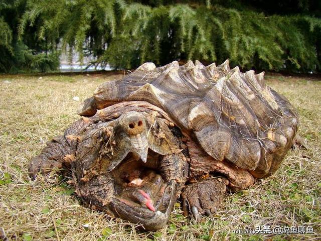 北美拟鳄龟8近几年了:鳄龟不想养了怎么办啊啊？
