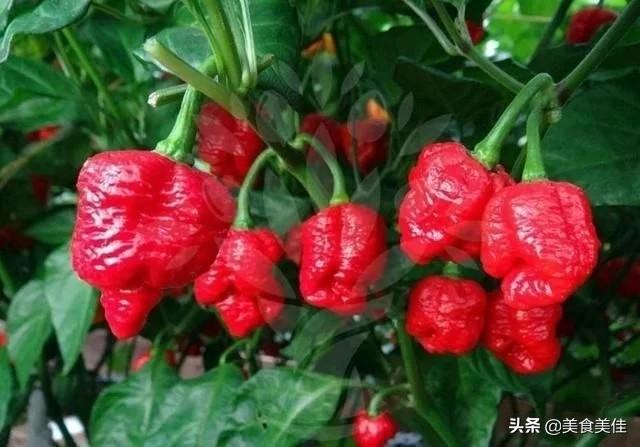 虎皮青椒是哪里的菜(虎皮青椒酿肉是哪里的菜)