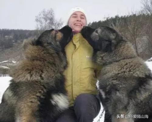 高加索犬吧:高加索犬咬人吗，高加索犬咬人怎么办？