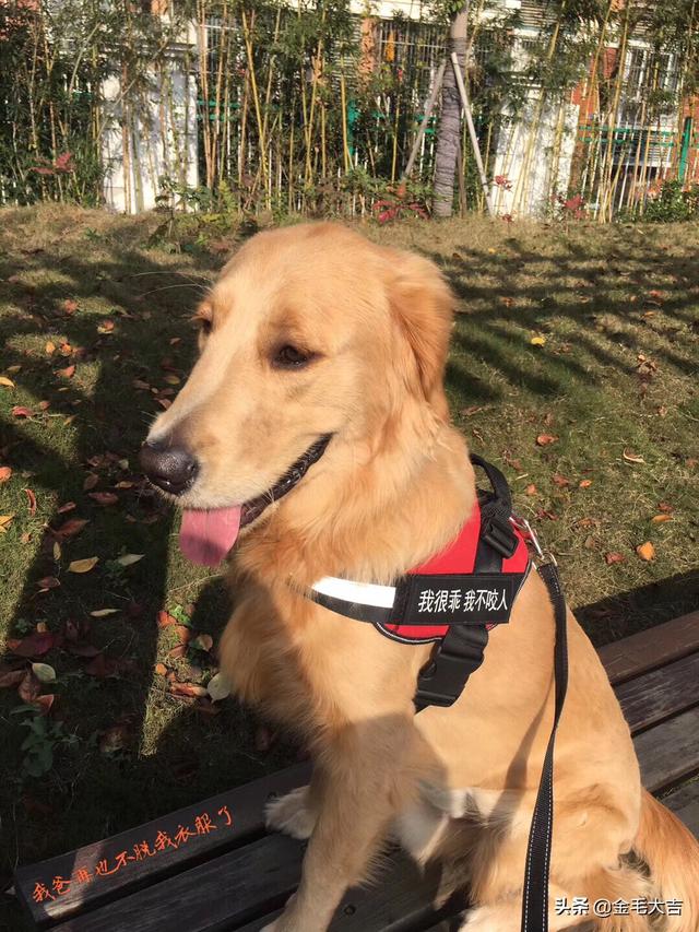金毛狗得了细小病怎么办:金毛幼犬得了细小什么时候才可以吃东西(详细进来看)？