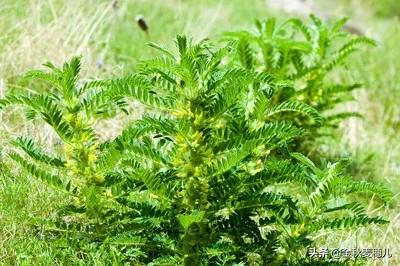 灵毒二代大灵:中药材黄茋怎样培植？如何达到高产？