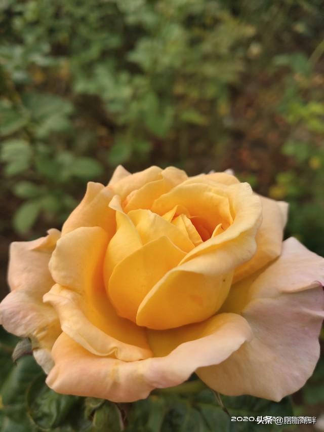 最香的几款月季品种是什么？插图59