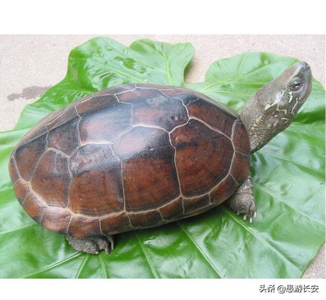 养龟为什么不能养双:两只巴掌大的草龟能和两只2cm长的巴西龟一起养吗？