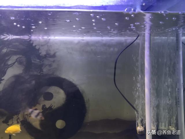 养鱼知识氧气:鱼缸增加氧气能提高水质吗？
