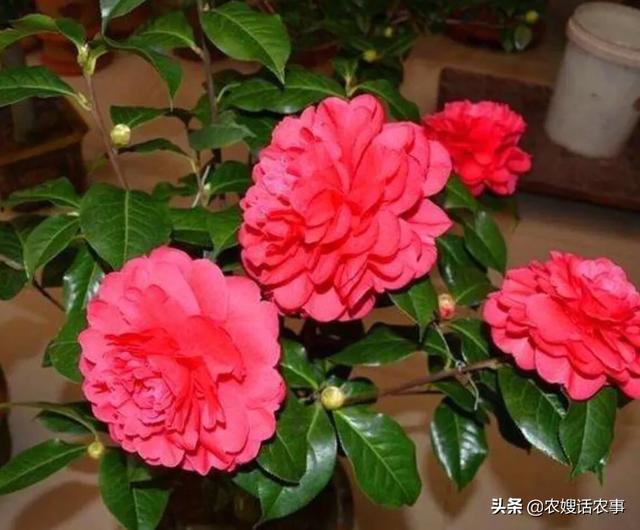 史宾格很难养:买了许多小鸡，但是有很多得病死了，小鸡怎么这么难养？ 史宾格禁养吗