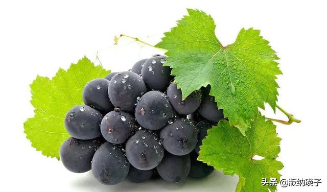 怎样制做葡萄酒的方法，自家有几颗山葡萄树，葡萄结的挺好，想做葡萄酒，应该怎么做
