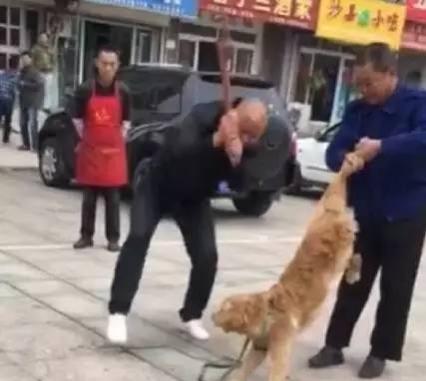 鹰敖犬图片:吃腐肉的动物如秃鹫，为什么不会食物中毒？