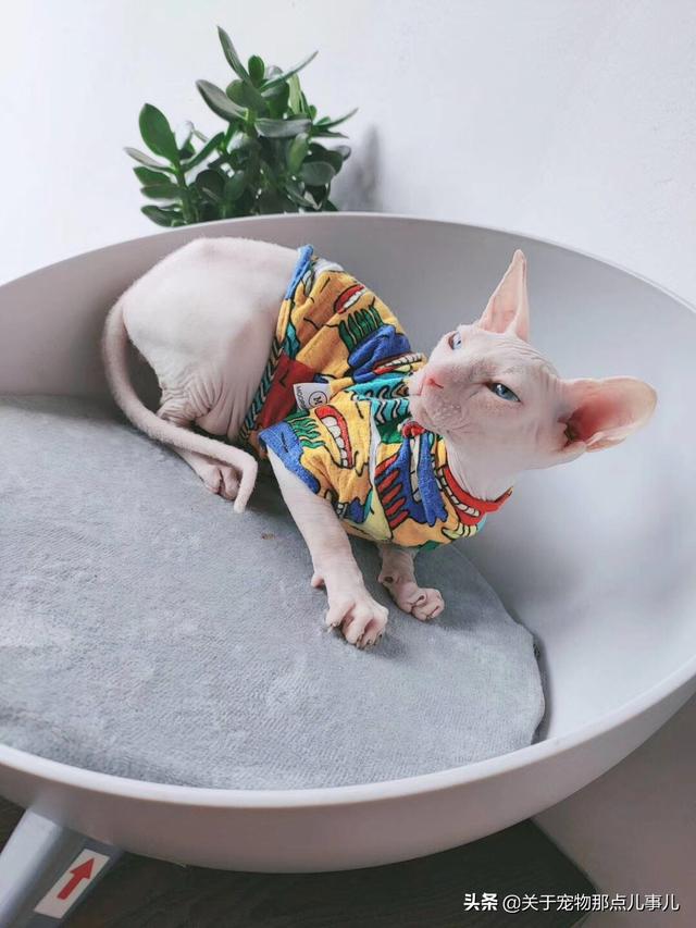蝙蝠猫猫与超级狗狗:猫与狗为什么天生就是死对头？