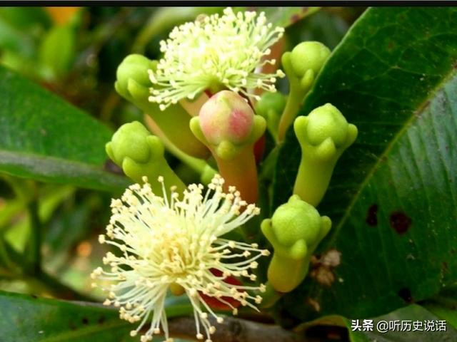 头条问答 - 《长安十二时辰》中的口檀是什么,在唐朝一般都是什么人
