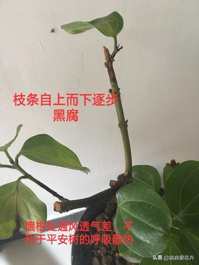 平安树的养殖方法和注意事项剪枝:平安树树干发黑枯死，如何处理？