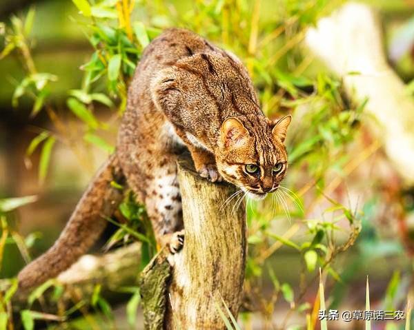豹猫多少钱:大理石纹路豹猫价格是多少？ 纯种豹猫多少人民币