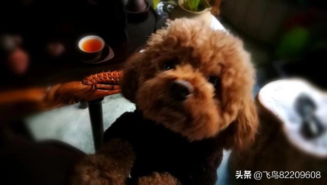 头条问答 狗狗会通过什么行为来表现自己不舒服 54个回答