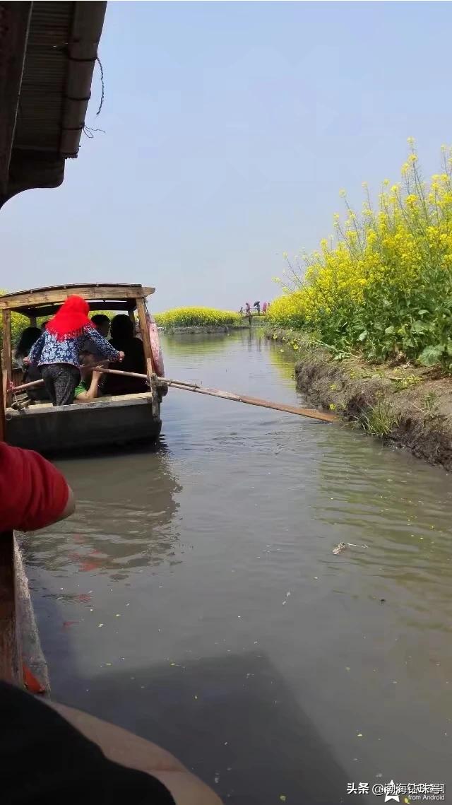 去哪里看油菜花(去哪里看油菜花最好)