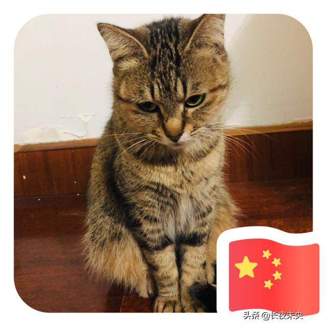 猫狗语言翻译器软件:猫狗语言翻译器免费版 猫咪翻译器翻译出来的东西准确吗？有人用过没？