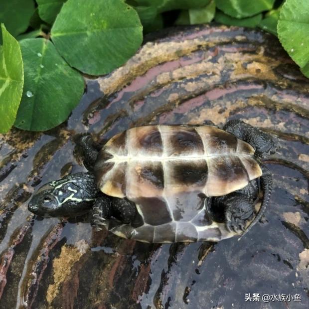 有小墨龟吗:有没有会养墨龟的，出来交流一下？ 小墨龟幼苗怎么养