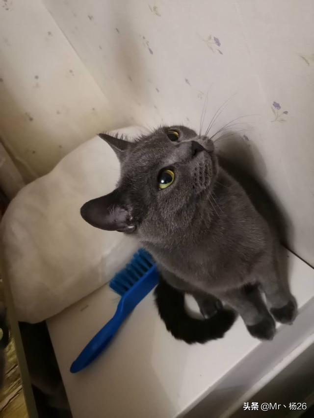 猫发情 叫声:猫发情除了会乱撒尿和乱叫，还有其他表现吗？