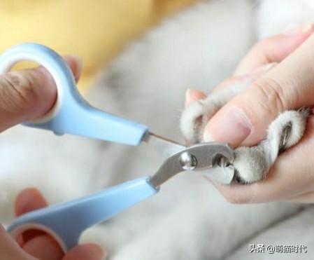 使用猫咪专用指甲有何好处，剪猫指甲有什么固定工具吗