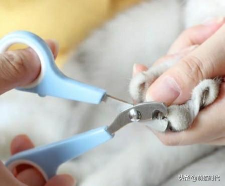 猫指甲套:猫指甲套危害 剪猫指甲有什么固定工具吗？